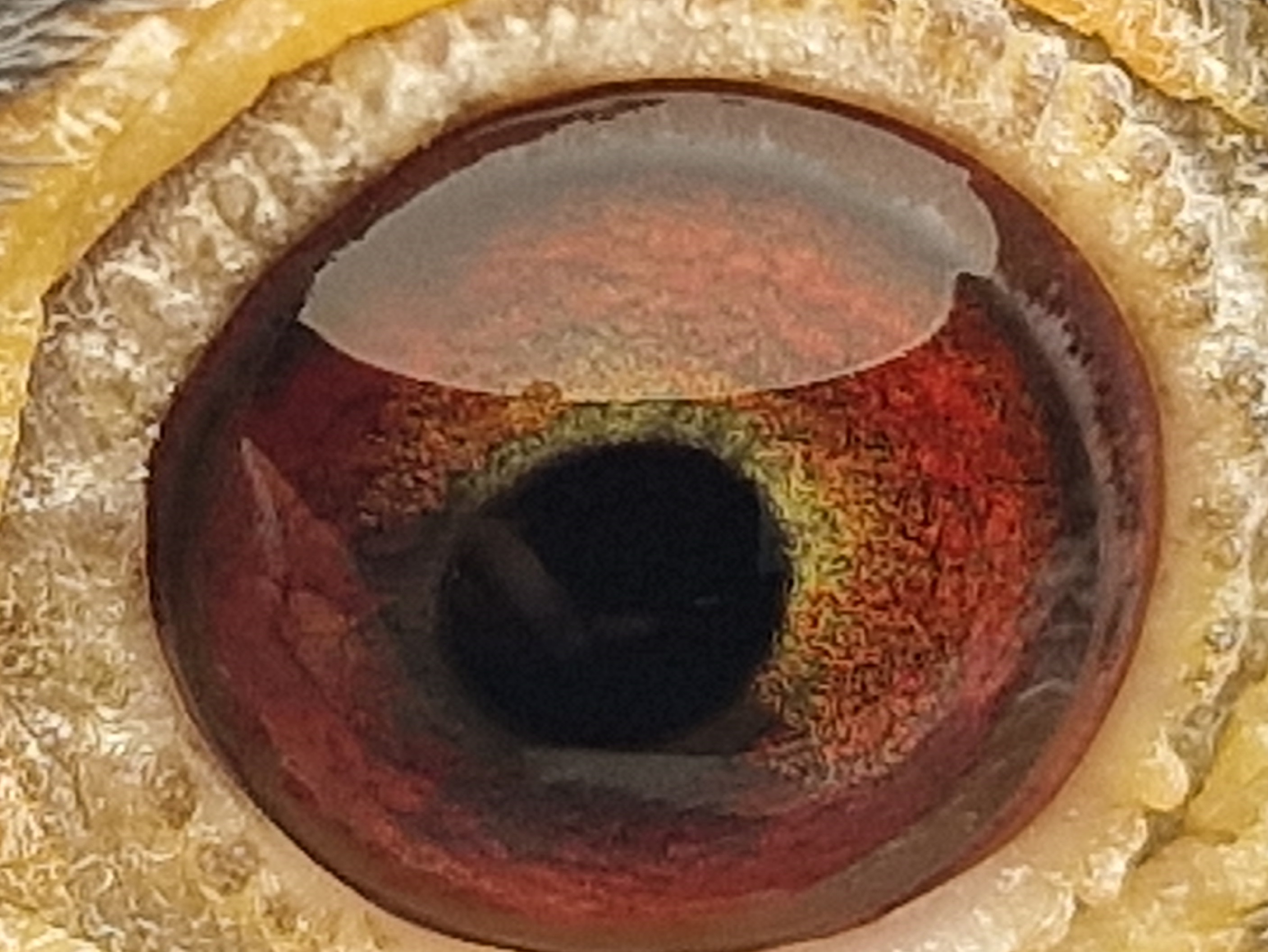 Pigeon eye